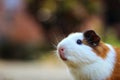 Colorful baby guinea pig in hand cute guinea pig photo Royalty Free Stock Photo