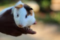 Colorful baby guinea pig in hand cute guinea pig photo Royalty Free Stock Photo