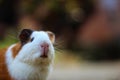 Colorful baby guinea pig in hand cute guinea pig photo Royalty Free Stock Photo