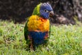 Colorful baby parrot