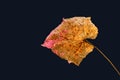 Colorful Back Lit Dry Partially Decompose Leaf On Black Background