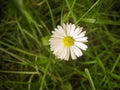 Colorful backdrop. Summer daisies field. Fresh green grass. Camomile spring flower background beautiful meadow. Daisy pattern. Royalty Free Stock Photo