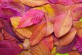 Colorful background with autumn Cherry leaves
