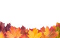 Colorful background of autumn maple tree leaves background close Royalty Free Stock Photo
