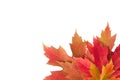 Colorful background of autumn maple tree leaves background close up. Multicolor maple leaves autumn background with copy space Royalty Free Stock Photo