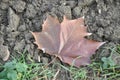 Colorful background of autumn maple tree leaves background close up. maple leaves that fall in autumn in europe. Royalty Free Stock Photo