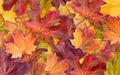 Colorful background of autumn maple tree leaves background close up. Multicolor maple leaves autumn background. Royalty Free Stock Photo