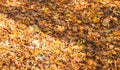 Colorful background of autumn maple tree leaves background close up Royalty Free Stock Photo