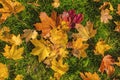 Colorful background of autumn maple tree leaves and green grass background close up. Royalty Free Stock Photo