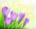 Colorful background with crocus. Vector