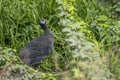 Colorful background with an exotic bird. The helmeted guineafowl, Numida meleagris