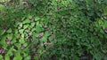 Colorful background. Field of Chenopodium giganteum plants Royalty Free Stock Photo