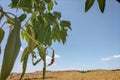 A colorful background of a field with green leaves against a blue sky with clouds and a horizon in the form of wide-spreading Royalty Free Stock Photo