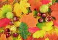 Colorful background made of autumn leaves and chestnuts