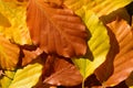 Colorful background made of dry autumnal leaves of beech, which shine in brown, orange and yellow Royalty Free Stock Photo