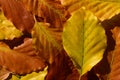 Colorful background made of dry autumnal leaves of beech, which shine in brown, orange and yellow Royalty Free Stock Photo