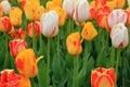 Colorful background of Springtime tulips