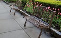 Colorful background of Springtime tulips and metal benches