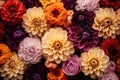 Colorful background. View of multicolor flowers. Beautiful dahlia flowers as background. Summer flowers is genus of