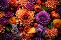 Colorful background. View of multicolor flowers. Beautiful dahlia flowers as background. Summer flowers is genus of
