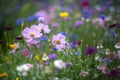 Colorful background of wild flowers Royalty Free Stock Photo