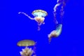 Colorful backlit Jellyfish on a blue background - wallpaper Royalty Free Stock Photo