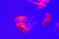 Pink Jellyfish on a blue background - abstract wallpaper Royalty Free Stock Photo