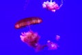 Pink Jellyfish on a blue background - wallpaper Royalty Free Stock Photo