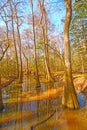 Colorful Backwater Forest