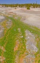 Colorful Bacteria and Algae in a hot water stream