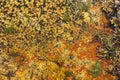 Colorful Bacteria - Orange with Kelp