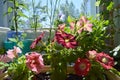 Colorful balcony garden with different plants. Beautiful petunia flowers Royalty Free Stock Photo