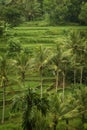 Colorful Bali Rice Terraces