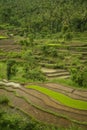 Colorful Bali Rice Terraces