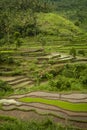 Colorful Bali Rice Terraces