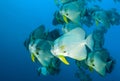 Colorful balloon-like fishes in the water in the Maldives