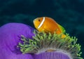 Colorful balloon-like fishes in the water in the Maldives