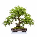 Bamboo Bonsai Tree: Tranquil Serenity In A Pot On White Background