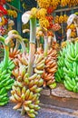 Colorful banana bunches, Yangon, Myanmar Royalty Free Stock Photo