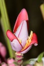 Colorful banana flower