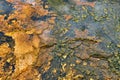 Colorful bands of thermophilic bacteria in Yellowstone National Park