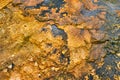 Colorful bands of thermophilic bacteria in Yellowstone National Park