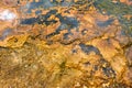 Colorful bands of thermophilic bacteria in Yellowstone National Park