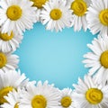 Colorful banner with camomile flowers