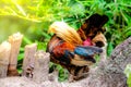 Colorful bantam chicken in the garden lighting and green background Royalty Free Stock Photo