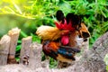 Colorful bantam chicken in the garden lighting and green background Royalty Free Stock Photo