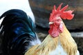 Colorful Bantam With Red Cockscomb Royalty Free Stock Photo