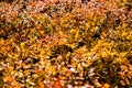 Colorful barberry bushes during autumn. Colorful background