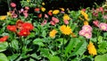 Colorful Barberton daisy flowers and plants