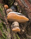 Colorful Bark Mushrooms Covered by Snow Royalty Free Stock Photo